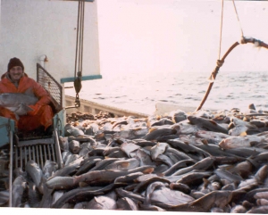 MV "Jessey and Shelley" Good Haul of Cod